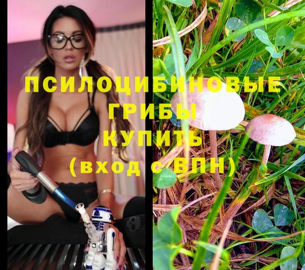 шишки Аркадак